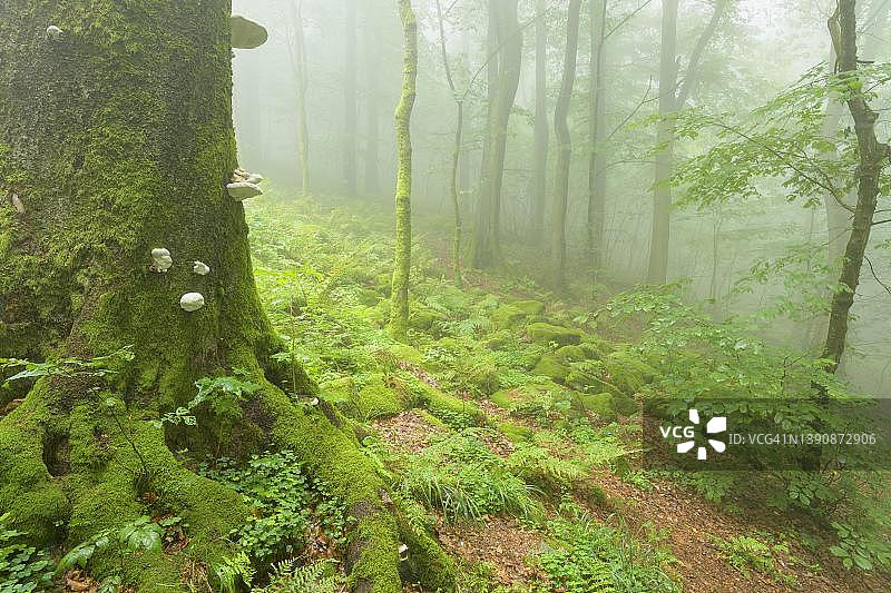 米尔斯堡山峰，德国黑森州罗恩山脉雾蒙蒙的早晨山林图片素材