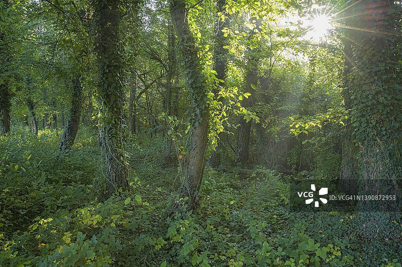 德国巴登-符腾堡州韦尔特海姆霍埃费尔德的晨曦森林图片素材