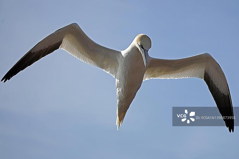 德国石勒苏益格-荷尔斯泰因州黑尔戈兰岛飞翔的北方塘鹅图片素材
