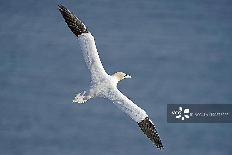 德国石勒苏益格-荷尔斯泰因州黑尔戈兰岛飞翔的北方塘鹅图片素材