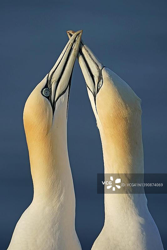 北海鲣鸟：动物肖像，求偶行为，德国石勒苏益格-荷尔斯泰因州黑尔戈兰岛图片素材