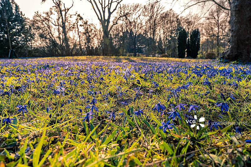 德国下萨克森州汉诺威草地上盛开的许多绵枣儿图片素材