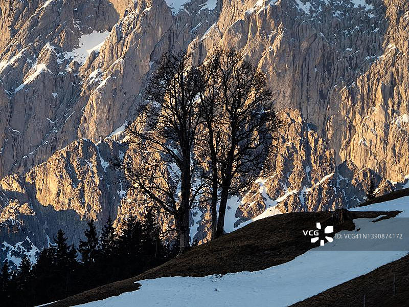 在达赫斯坦南面的傍晚光线下，奥地利施蒂利亚州拉姆绍附近的黑尔泽格的贫瘠树木图片素材