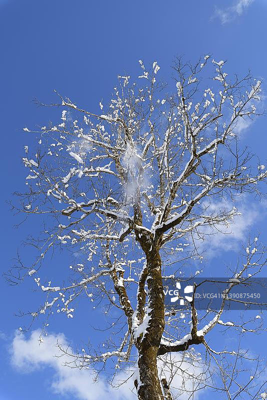 德国上巴伐利亚加米施-帕滕基兴埃尔毛的冬季树木图片素材