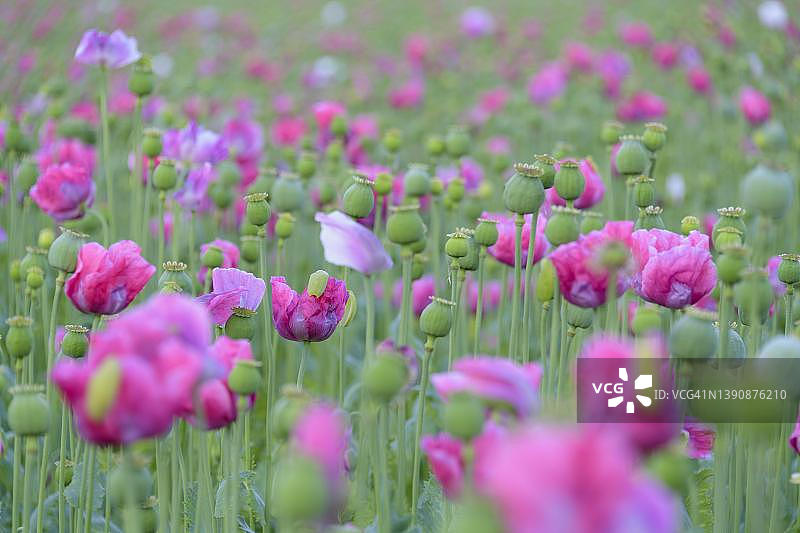 德国黑森州韦拉-迈斯纳地区格梅罗德的黎明时分的罂粟田图片素材