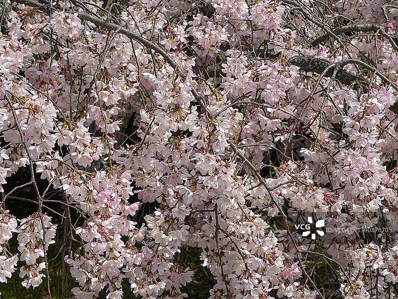 春天盛开的垂枝樱花树枝细节图片素材