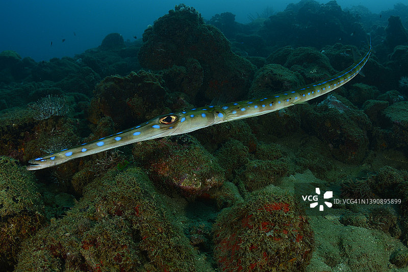 蓝点海龙图片素材