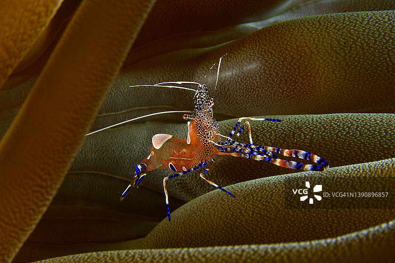 斑点清洁虾图片素材