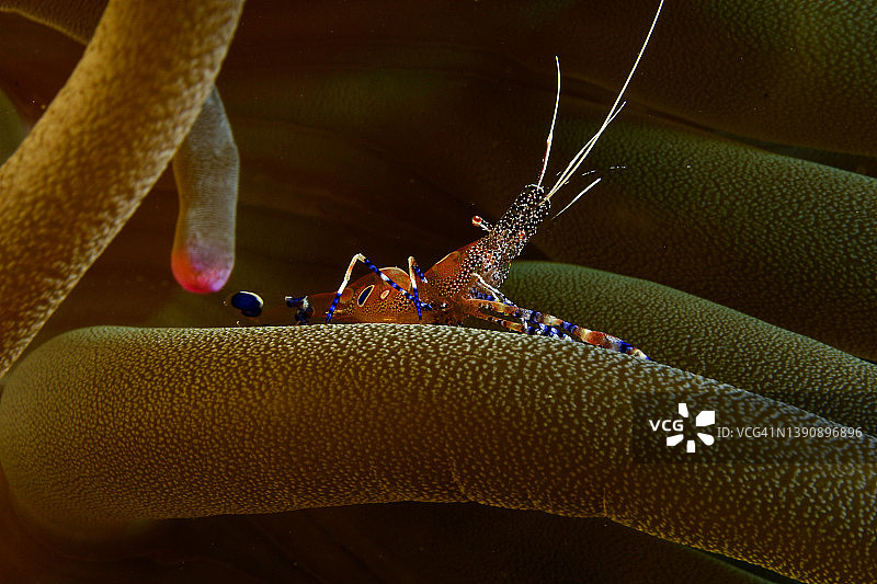 斑点清洁虾图片素材