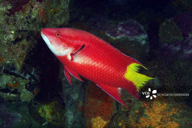 斑鳍猪鱼图片素材