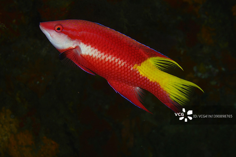 斑鳍猪鱼图片素材