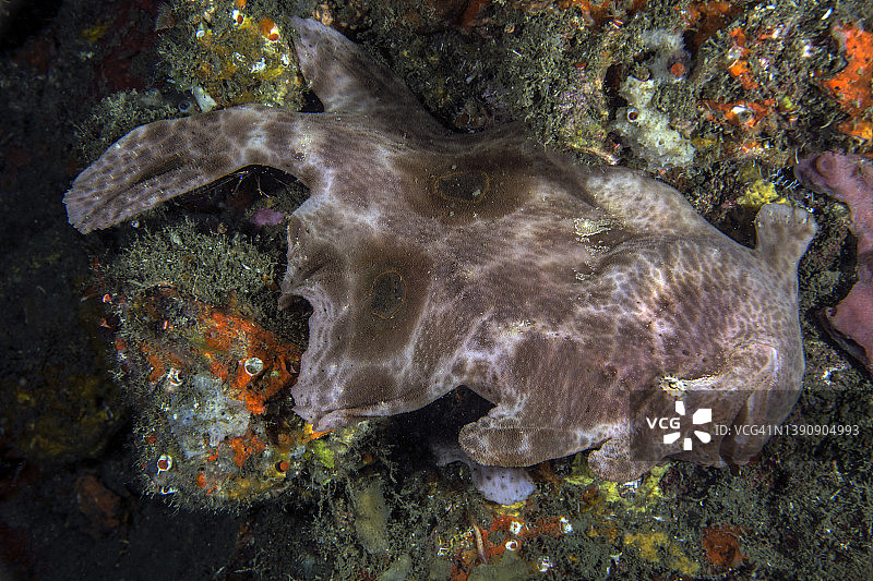 眼斑躄鱼图片素材