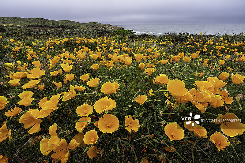加州波斯菊：布琼角南段小径图片素材