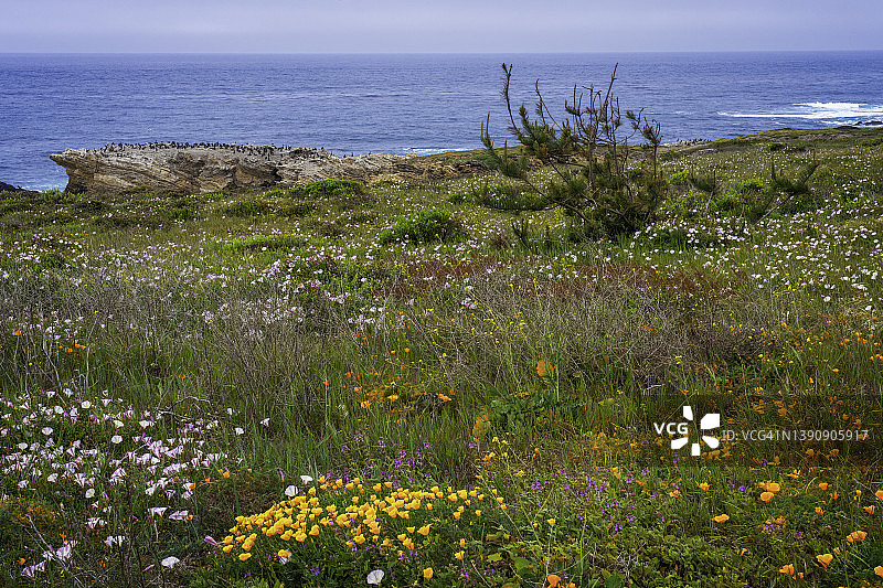 加利福尼亚州圣路易斯奥比斯波县，迪亚布罗峡谷核电站附近的布琼角小径沿线的野花图片素材