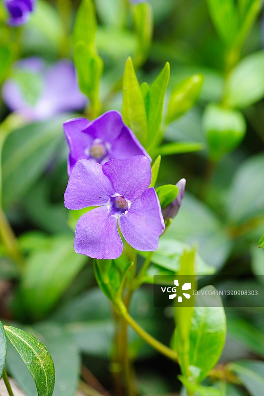 春季花卉背景：小蔓长春花微距图片素材