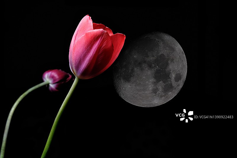 鲜花与月亮黑色背景图片素材