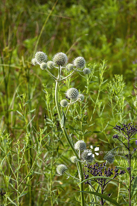 蓝刺头图片素材