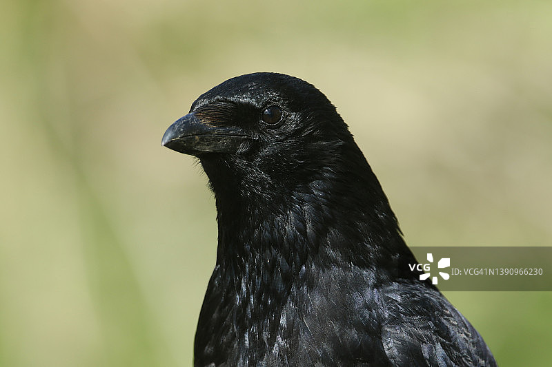 一只乌鸦的头部照片图片素材