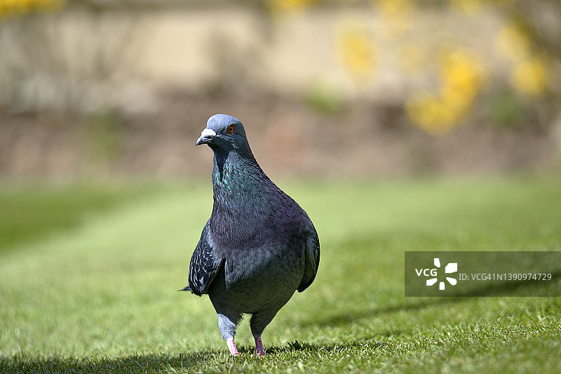 野生鸽子图片素材