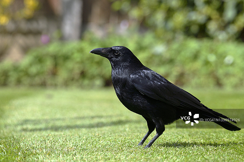 雌性秃鼻乌鸦图片素材