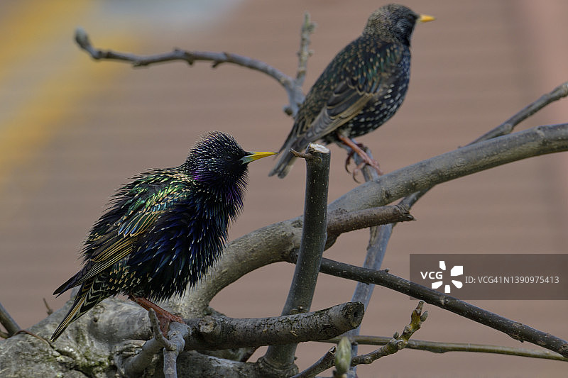 有些女孩很难被打动（雄性欧椋鸟向雌性求偶）图片素材