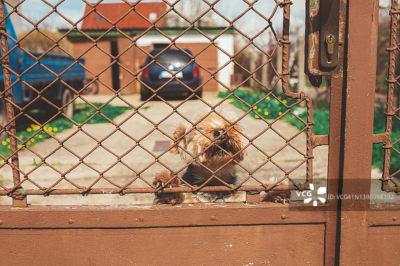 小狗叫图片素材