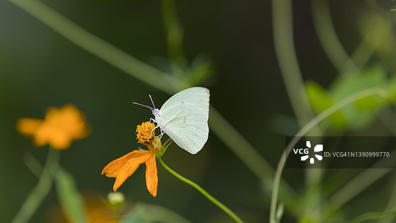 白蝴蝶自然飞翔图片素材