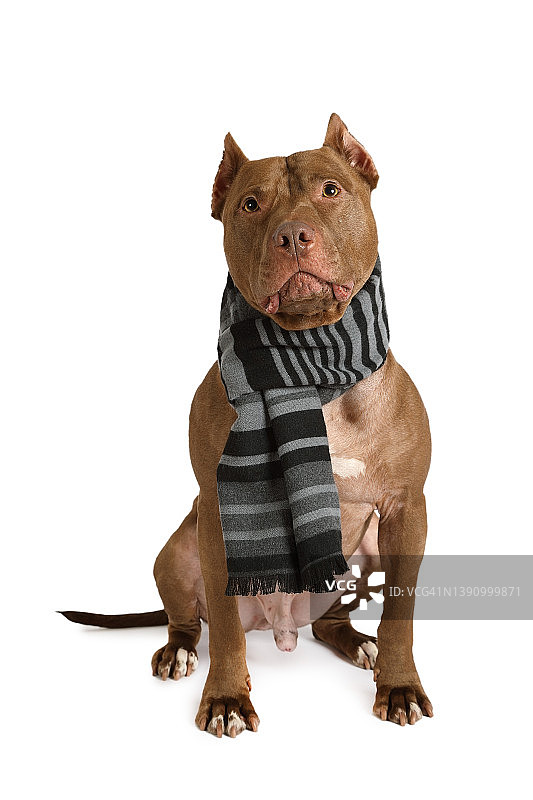 戴着暖和围巾的美国比特斗牛梗犬，白色背景图片素材