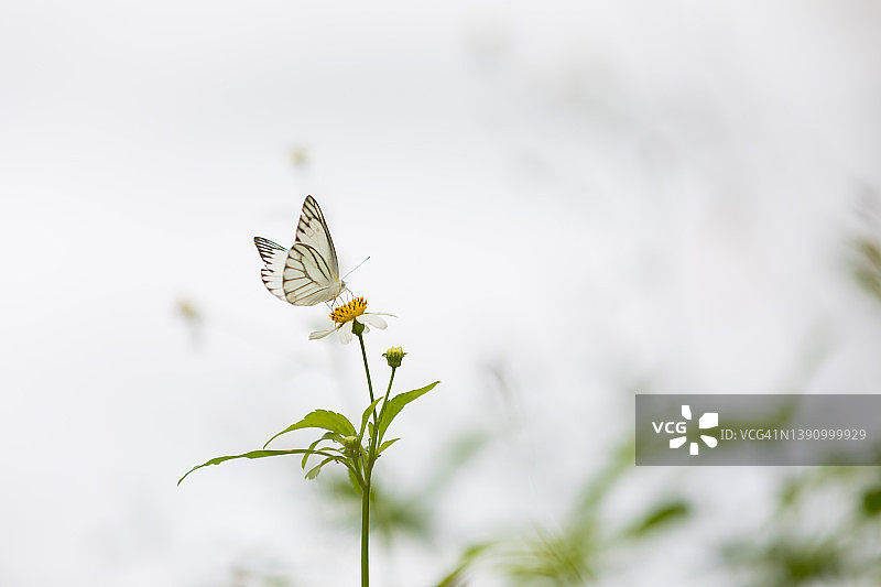 白蝴蝶自然飞翔图片素材