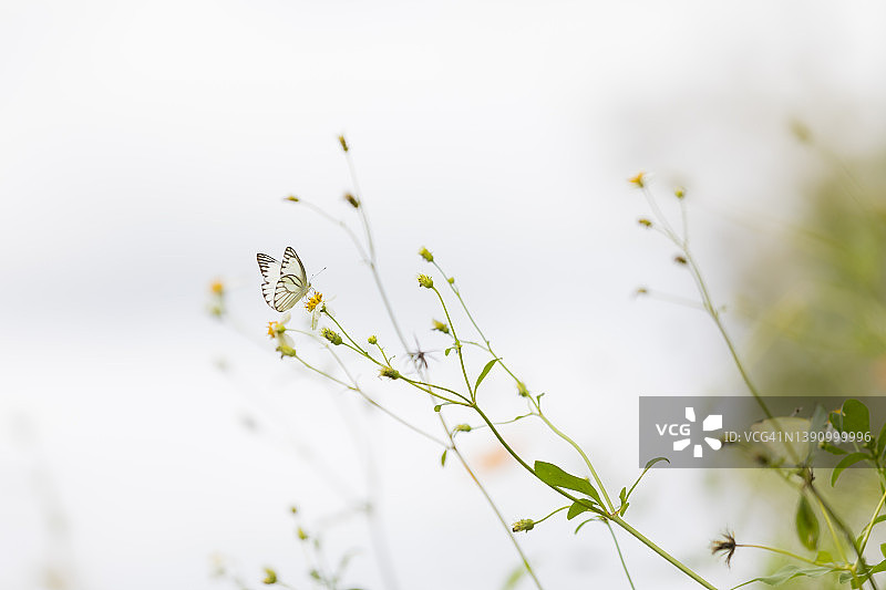 白蝴蝶自然飞翔图片素材