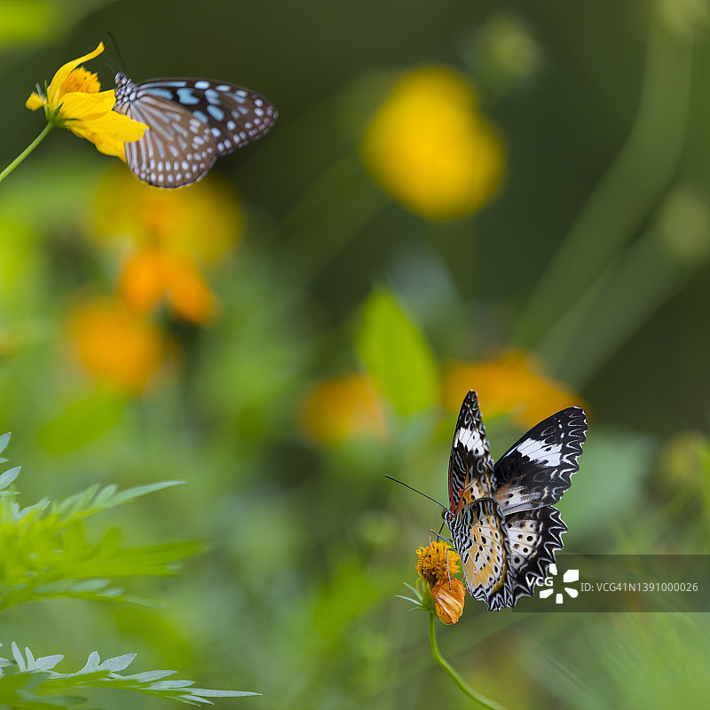 自然背景中飞舞的彩色蝴蝶图片素材