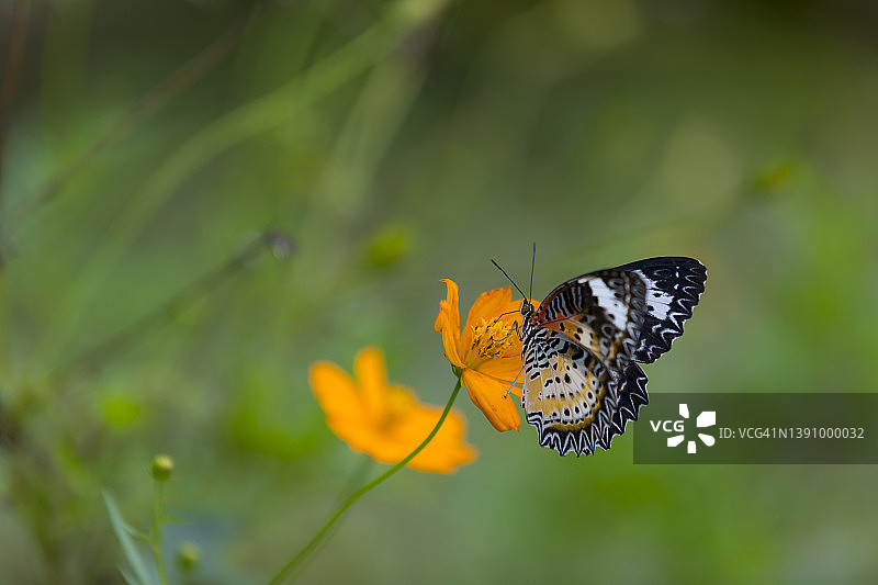 自然背景中飞舞的彩色蝴蝶图片素材