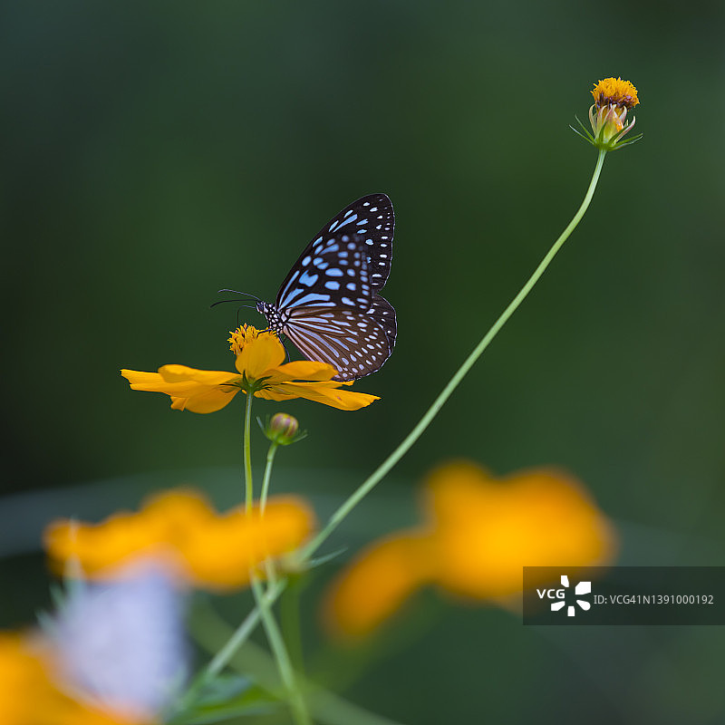 自然背景中飞舞的彩色蝴蝶图片素材