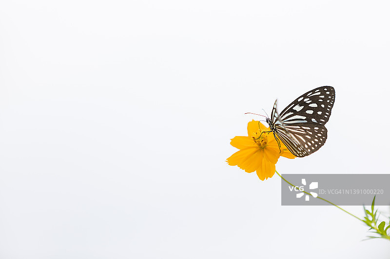 白蝴蝶自然飞翔图片素材