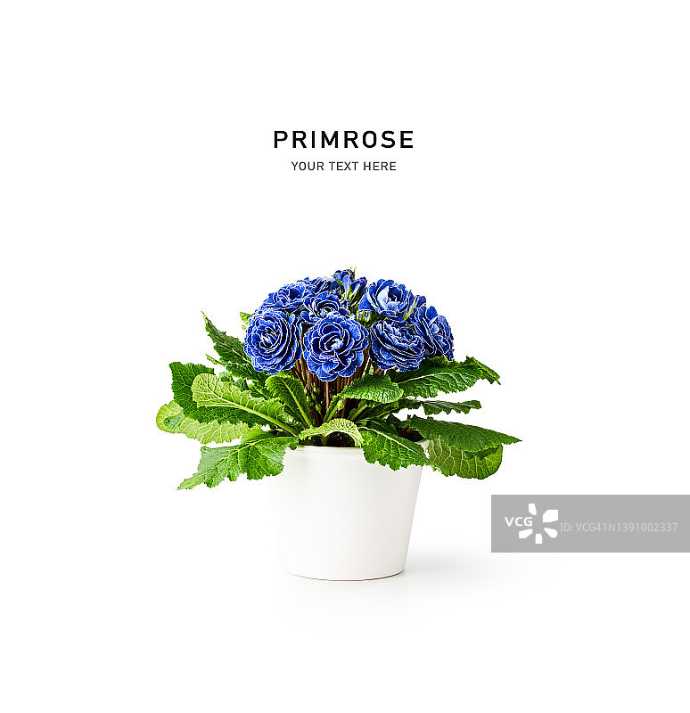 白色花盆中的蓝色报春花图片素材