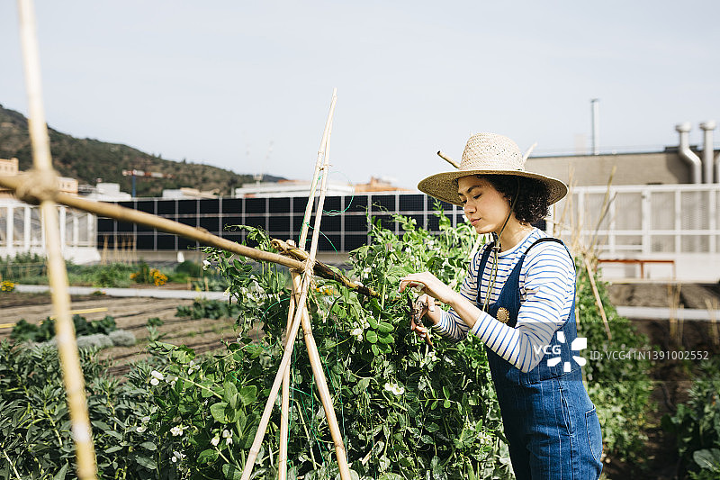 在社区花园工作的女人图片素材