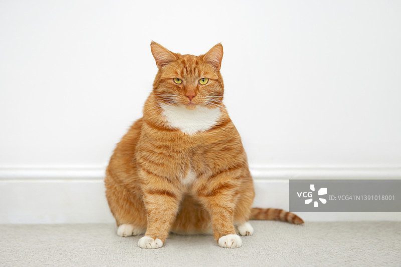 肥胖的猫图片素材