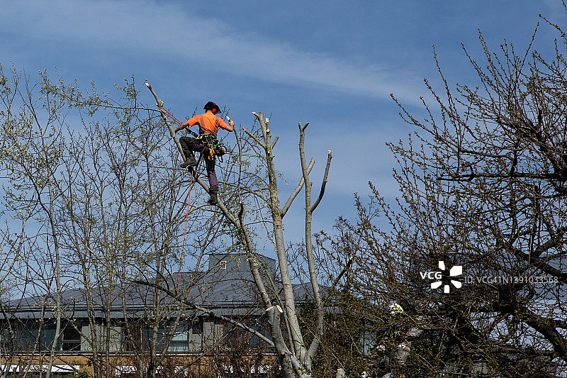 树艺师/实习树艺师/电锯树艺师爬上树干,在杨树树冠中工作,用电锯切割,锯末在空中飞舞。成年男性穿着全套安全装备,使用绳索。图片素材