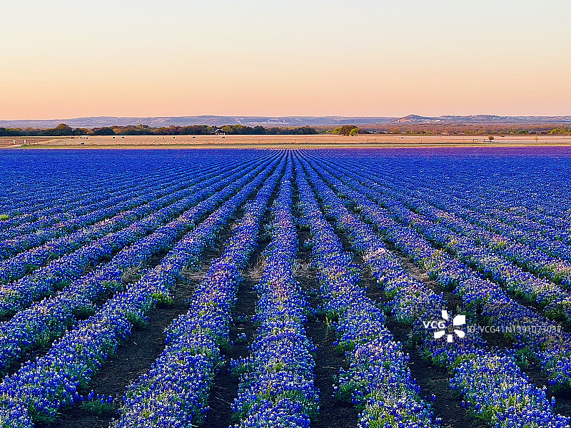 德克萨斯州蓝色帽状花植物与德克萨斯州旗帜图片素材