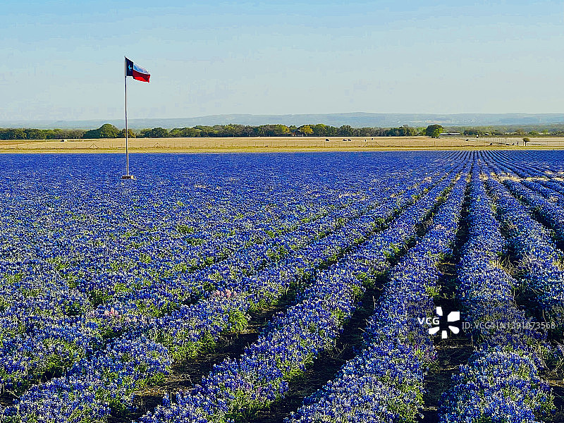 德克萨斯州蓝色帽状花植物与德克萨斯州旗帜图片素材