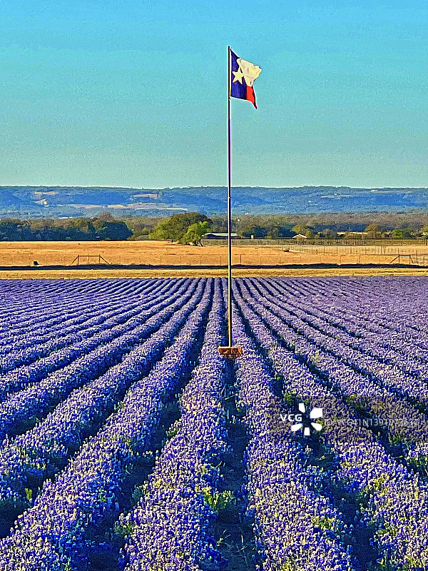 德克萨斯州蓝色帽状花植物与德克萨斯州旗帜图片素材