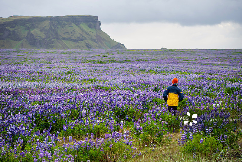 冰岛斯奈山半岛斯奈菲尔冰川下的盛开的努特卡羽扇豆草地图片素材