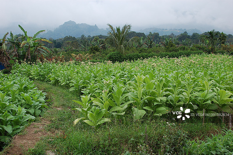 卡罗地区的烟草田图片素材