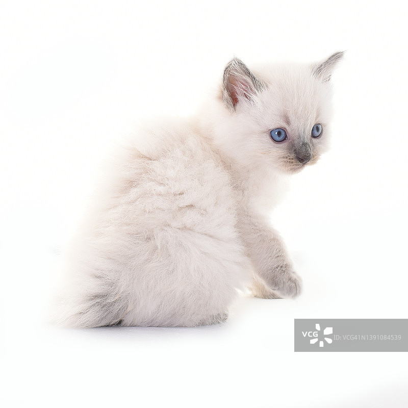 布偶猫幼猫的影棚拍摄图片素材