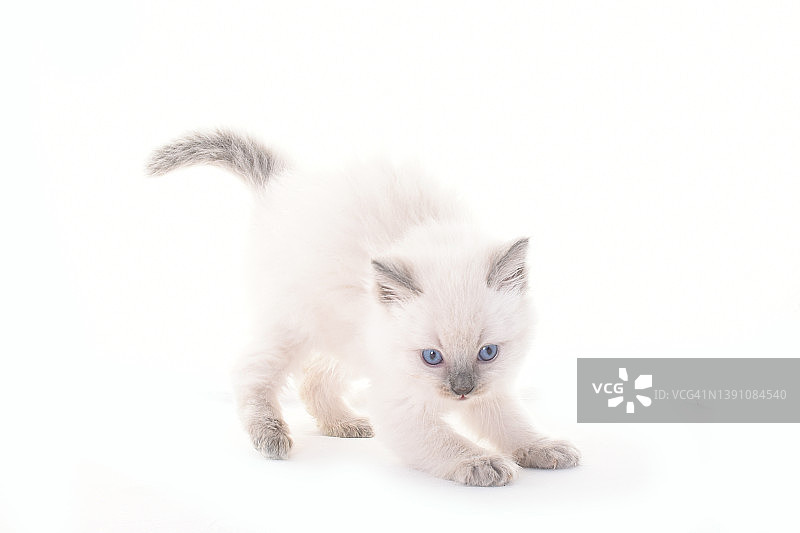 布偶猫幼猫的影棚拍摄图片素材