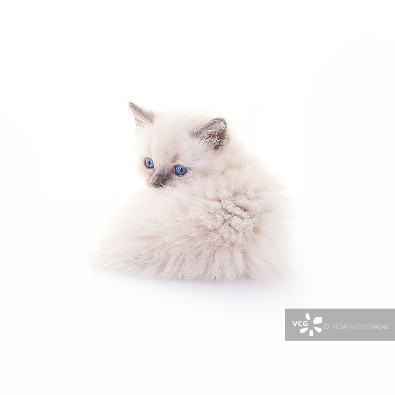 布偶猫幼猫的影棚拍摄图片素材