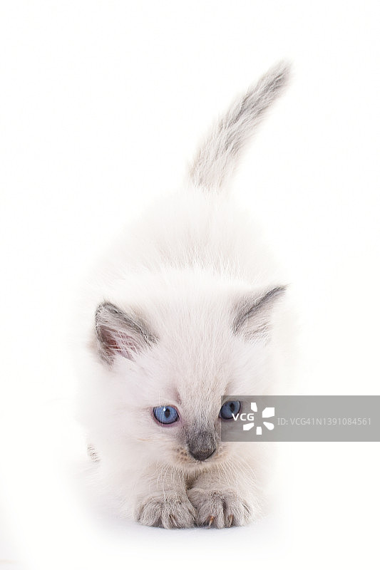 布偶猫幼猫的影棚拍摄图片素材