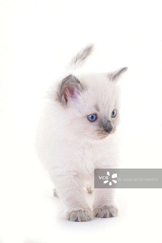 布偶猫幼猫的影棚拍摄图片素材