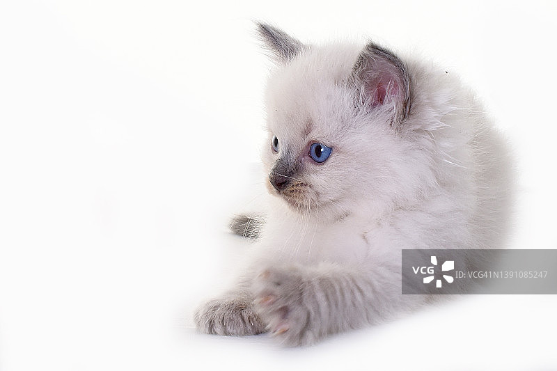 布偶猫幼猫的影棚拍摄图片素材