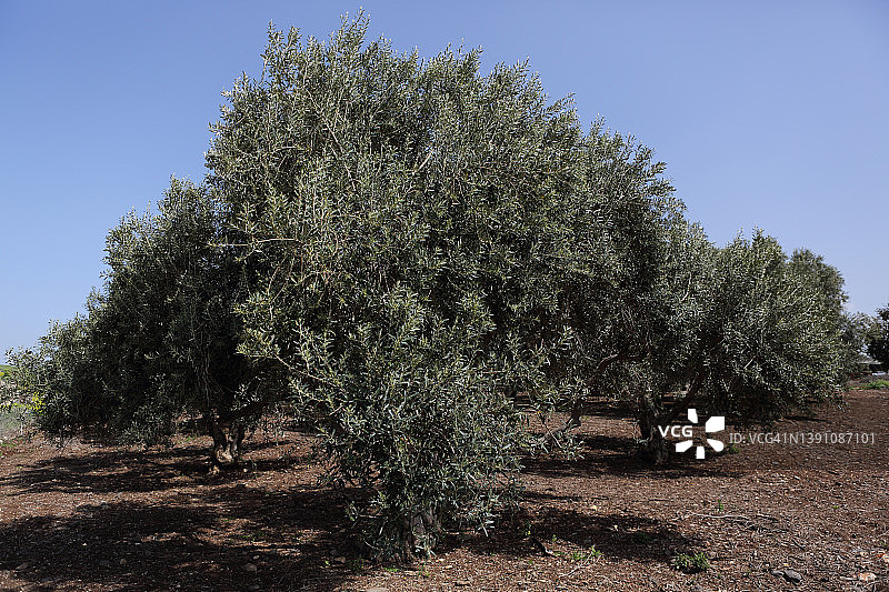 橄榄树果园图片素材